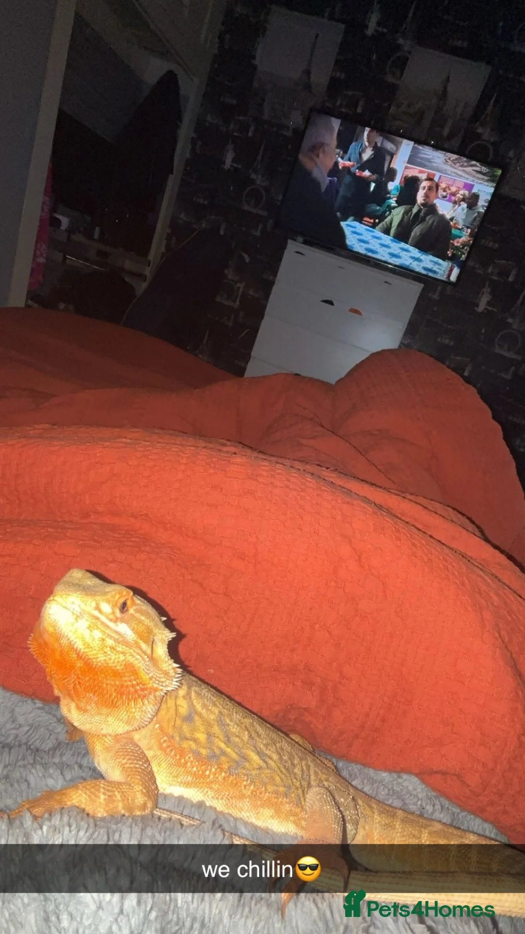Bearded Dragon reptiles for sale: Bearded dragon with viv for sale. - Advert 2