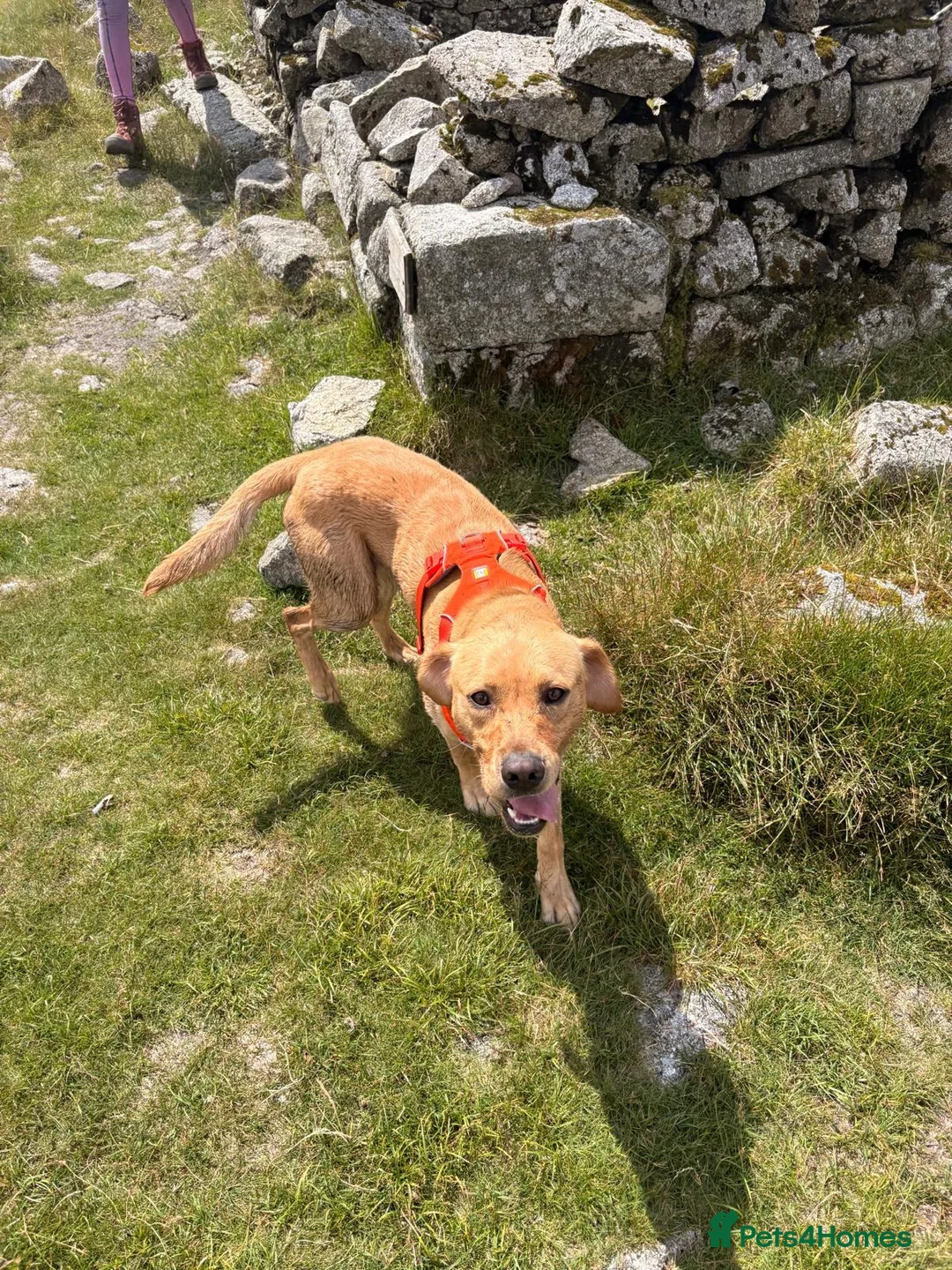 Labrador Retriever dogs for sale: 1.5 year old Labrador  - Advert 6