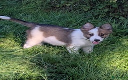 Border Collie dogs for sale: Border Collie Puppies  - Image 16