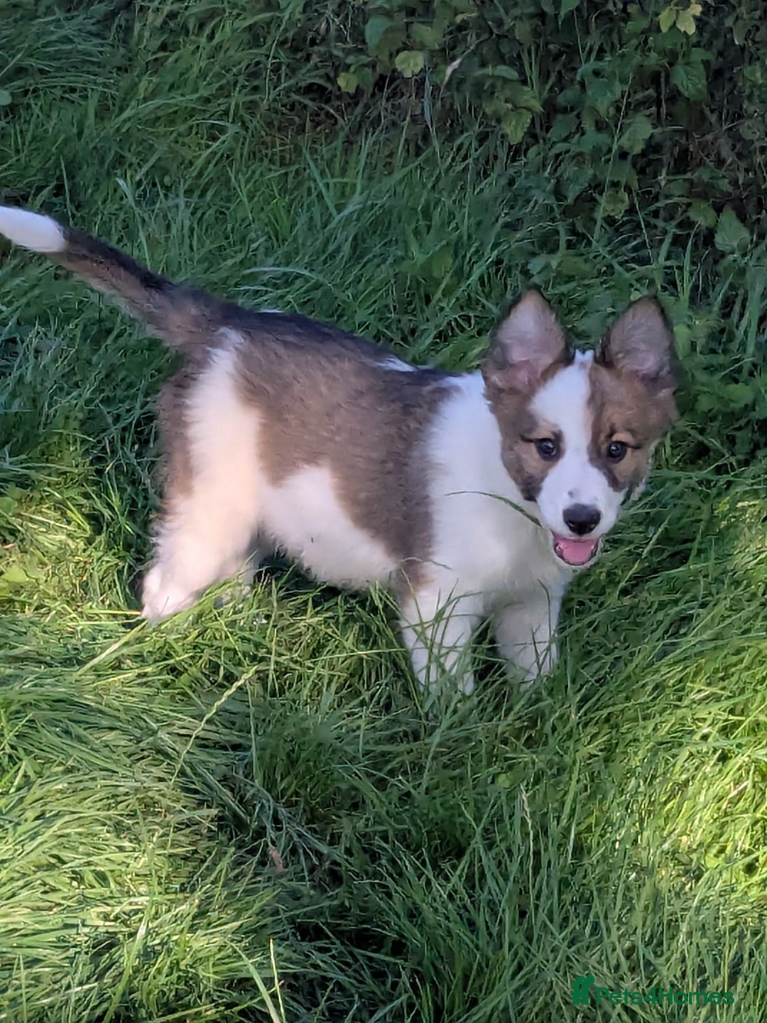 Border Collie dogs for sale: Border Collie Puppies  - Image 16