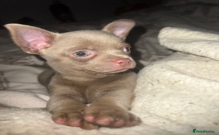 Chihuahua dogs - Advert 3