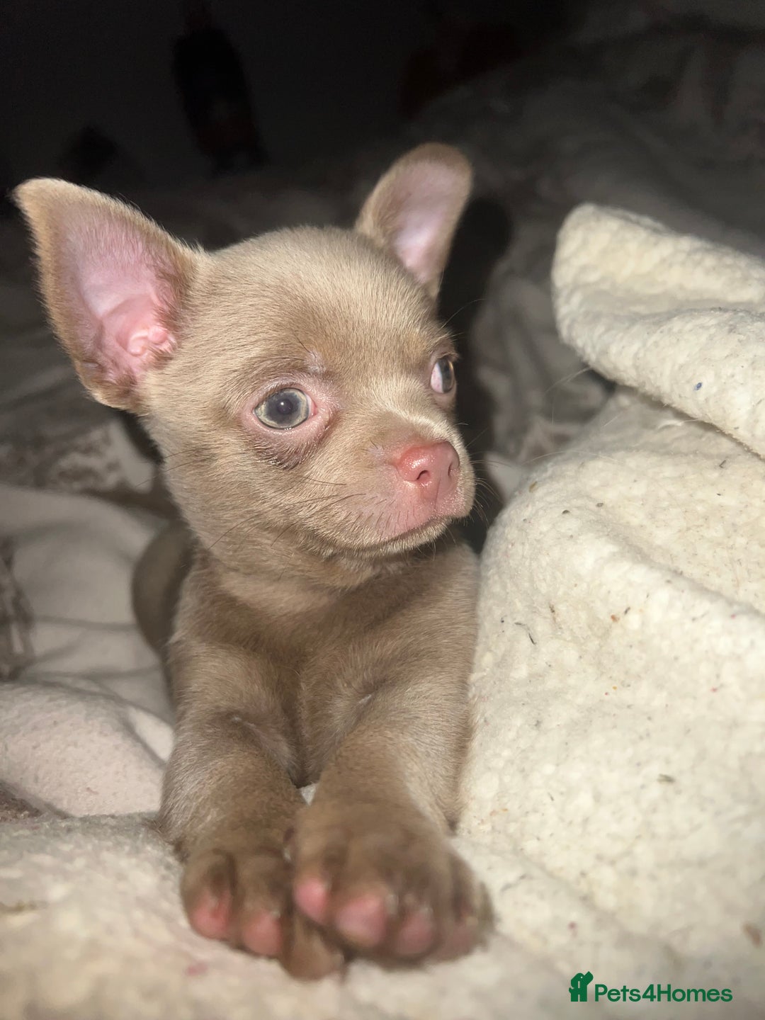 Chihuahua dogs for sale: Chihuahua puppy’s blue and lilicas tiny GIRL 🐶 - Image 1