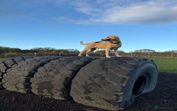 Labrador Retriever dogs for stud: 🌟Stunning Stud Dog Marley – Excellent Nature🌟 - Image 13