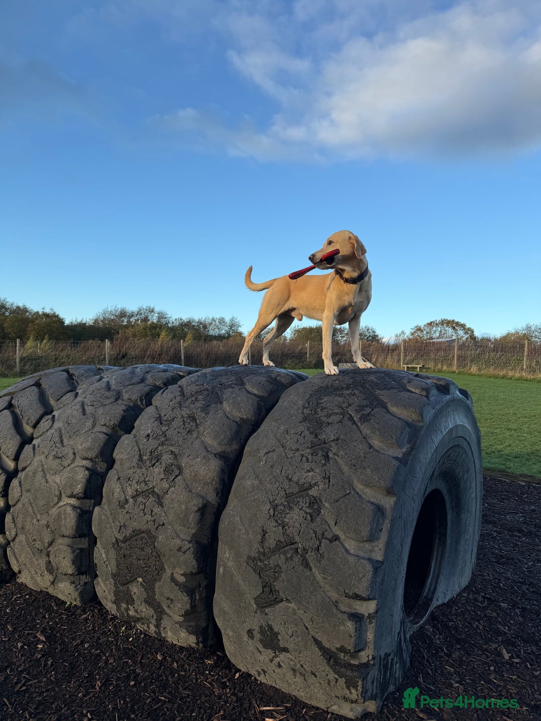 Labrador Retriever dogs for stud: 🌟Stunning Stud Dog Marley – Excellent Nature🌟 - Image 13