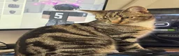 Mixed Breed cats for sale: Reggie in Birmingham - Advert 2