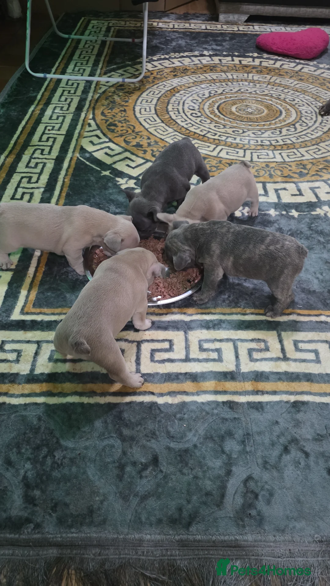 French Bulldog dogs for sale: Beautiful Blue French bulldog  - Advert 1