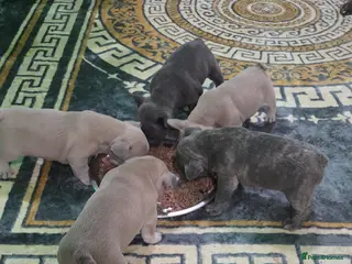 French Bulldog dogs Beautiful Blue French bulldog - Advert 4