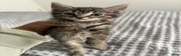 American Shorthair cats for sale: 🌟Kittens Ready for 4ever Home🌟 - Advert 8