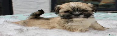 Lhasa Apso 2