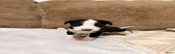 Mixed Breed dogs for sale: 🐾✨ TWO Border Collie x Blue Heeler Pups left ✨🐾 - Advert 26