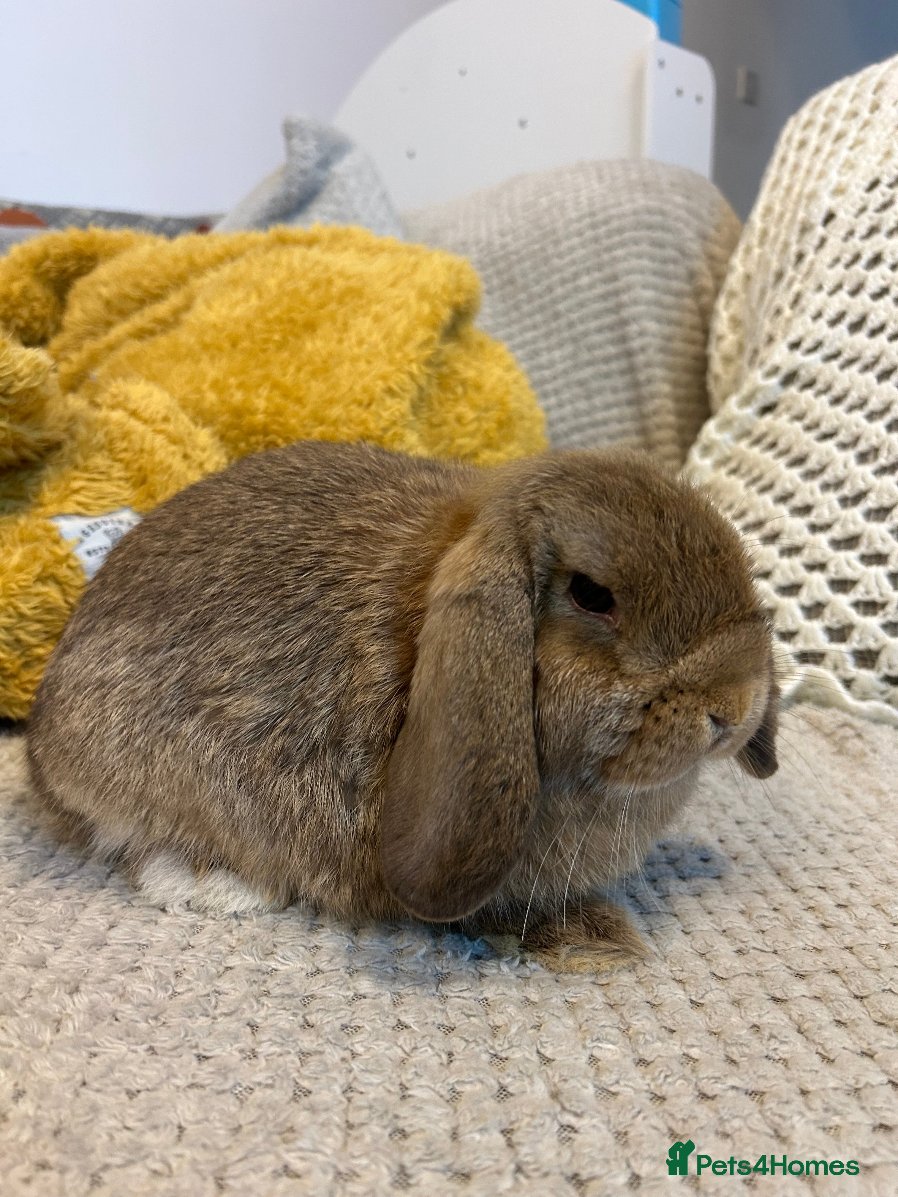 Mini Lop rabbits Pure Mini Lop babies  - Advert 2