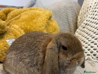 Mini Lop rabbits Pure Mini Lop babies - Advert 8