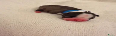 Boston Terrier 5 (Blue)