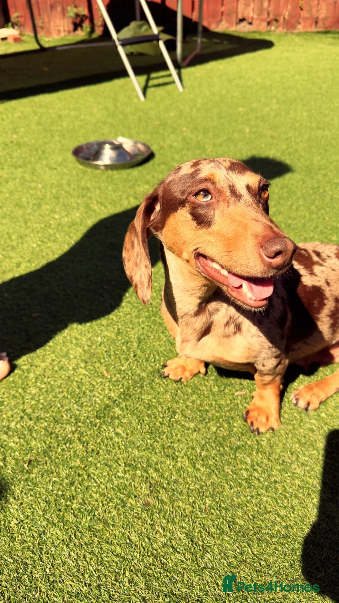 Dachshund dogs for sale: Miniature double dapple dachshund in Darlington - Advert 1