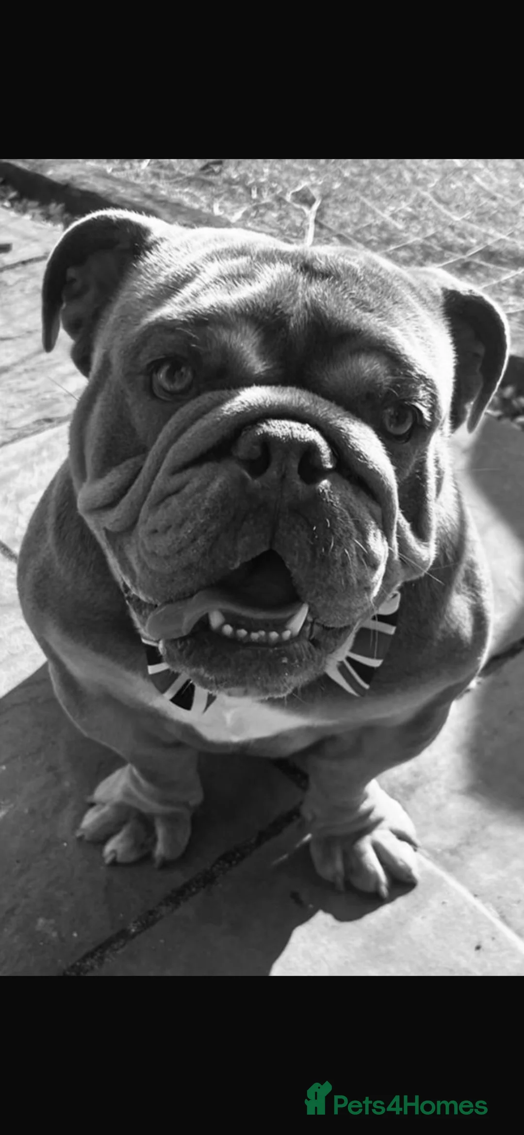 English Bulldog dogs for sale: Bez 4 year old Male English Bulldog in Cleckheaton - Advert 2