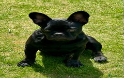 French Bulldog dogs for sale: French bulldog  - Image 2