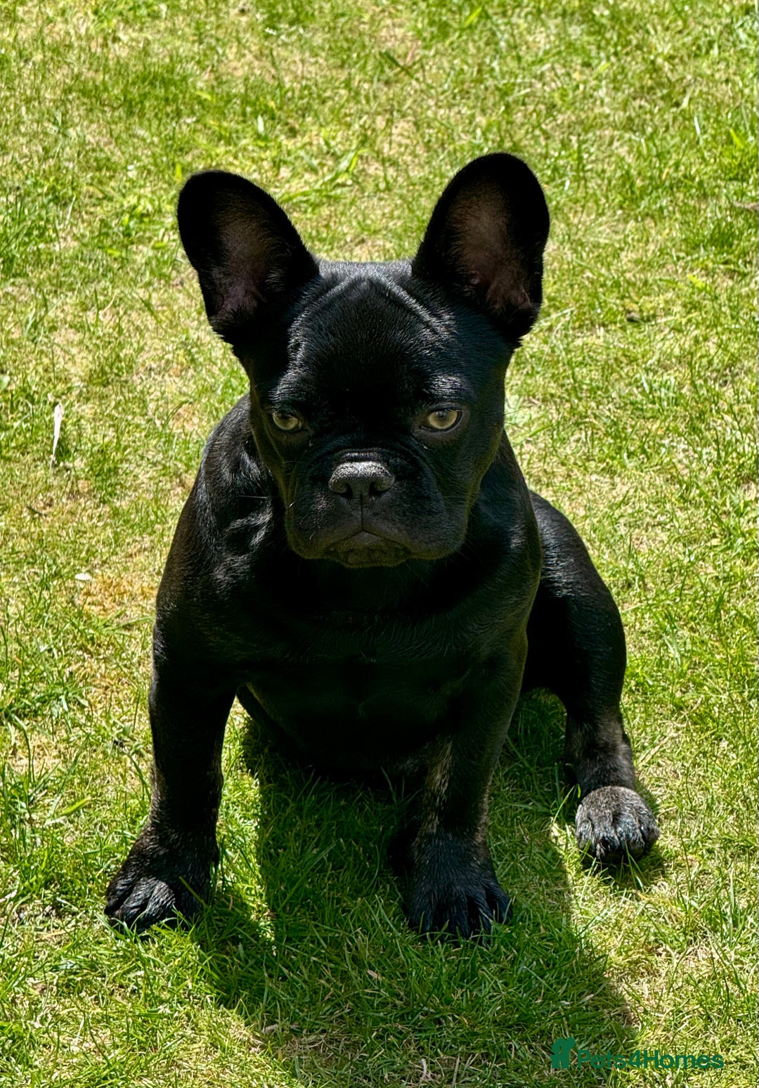 French Bulldog dogs for sale: French bulldog  - Image 2
