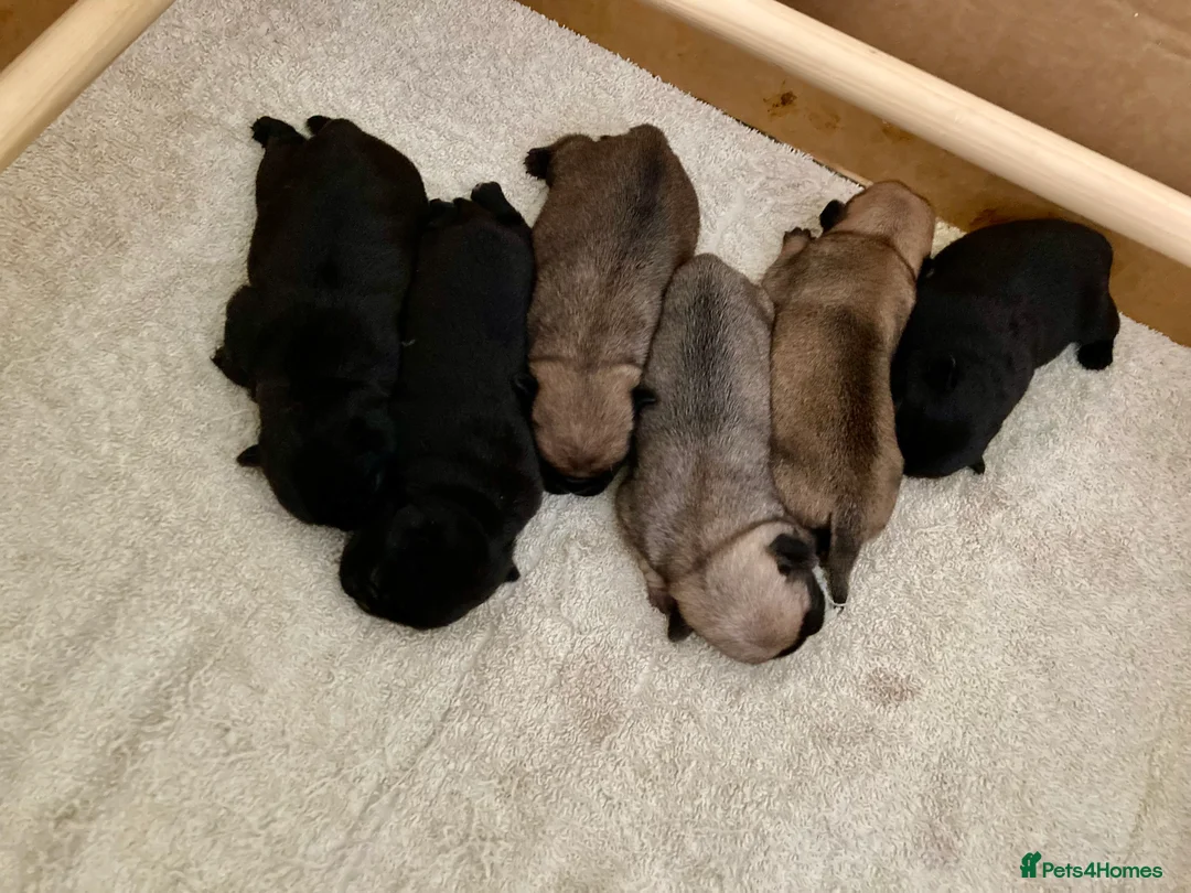 Pug dogs for stud: Health tested black pug stud  in Stevenage - Advert 8