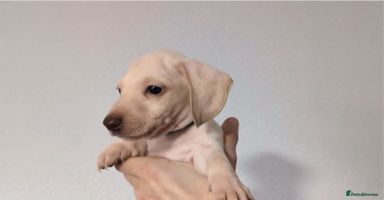 Miniature Dachshund dogs - Advert 2