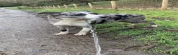 Border Collie dogs for sale: Border collie pups  - Advert 1