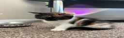 Mixed Breed cats for sale: 2 KITTENS AVAILABLE  - Advert 11