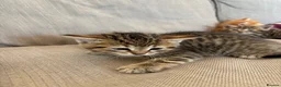 Mixed Breed cats for sale: Sweet tabby kittens (2 boys, 1girl) - Advert 10