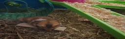 Hamster rodents for sale: Syrian Hamster - Advert 6