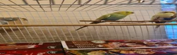 Budgerigars birds for sale: Male Budgerigar for sale in Slough - Advert 4