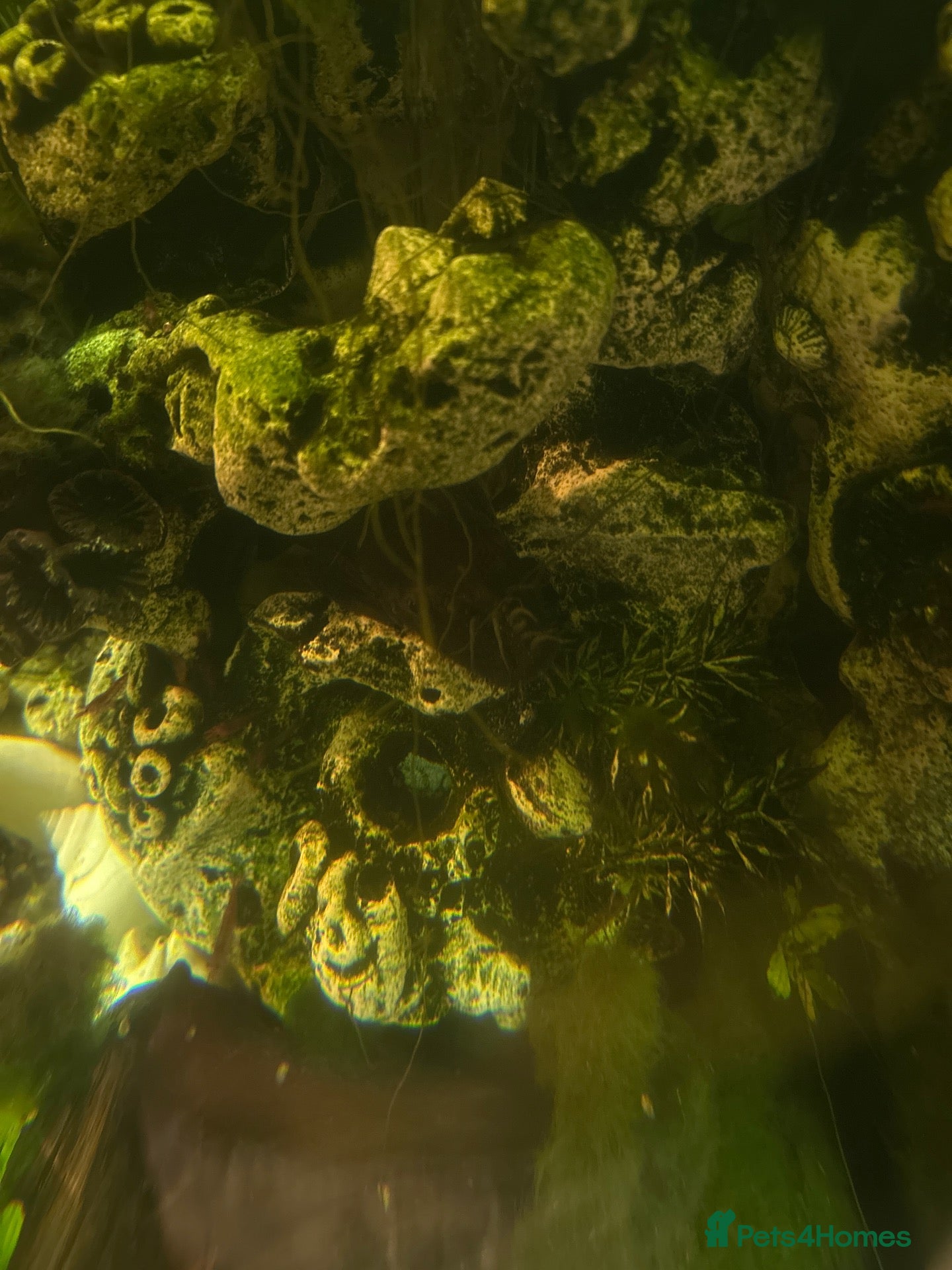 Shrimps fish Guppies 20+ 1 bistlenosed plec 5 shrimp  - Advert 1