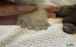 Maine Coon cats for sale: TICA registered russian poly and non poly kittens - Image 11