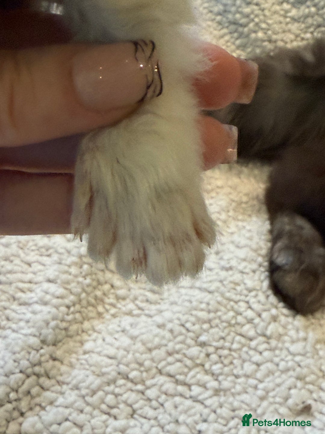 Maine Coon cats for sale: TICA registered russian poly and non poly kittens - Image 11