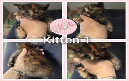 Mixed Breed cats for sale: 4 kittens looking for forever homes  - Image 2