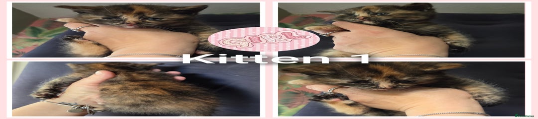 Mixed Breed Kitten 1