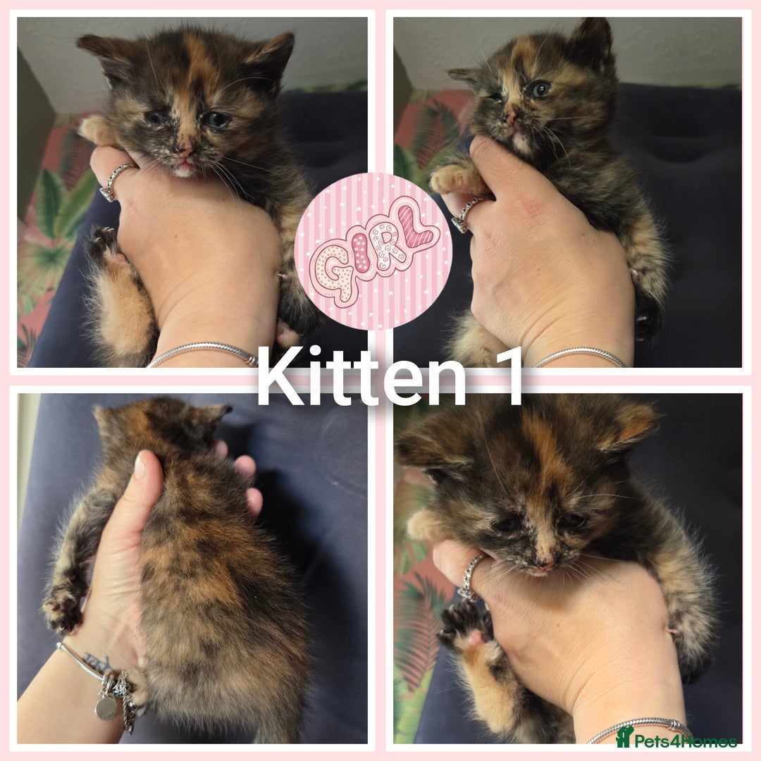 Mixed Breed cats for sale: 4 kittens looking for forever homes  - Image 2