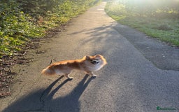 Mixed Breed dogs for sale: 1 year old Pomspitz for sale  - Image 4