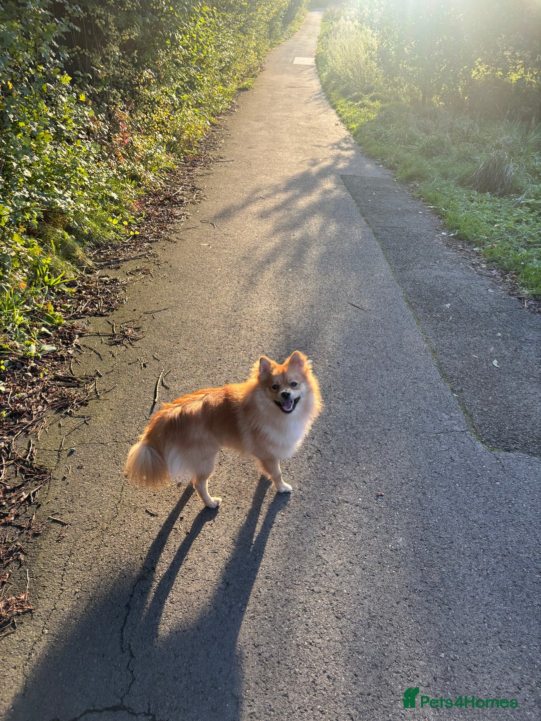 Mixed Breed dogs for sale: 1 year old Pomspitz for sale  - Image 4