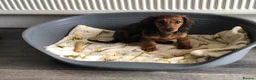 Miniature Dachshund dogs for sale: K.C Longhaired Miniature Dachshund - Advert 4
