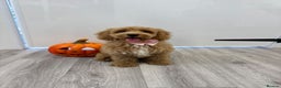 Cockapoo dogs for sale: Female Cockapoo 6 months old  - Advert 3