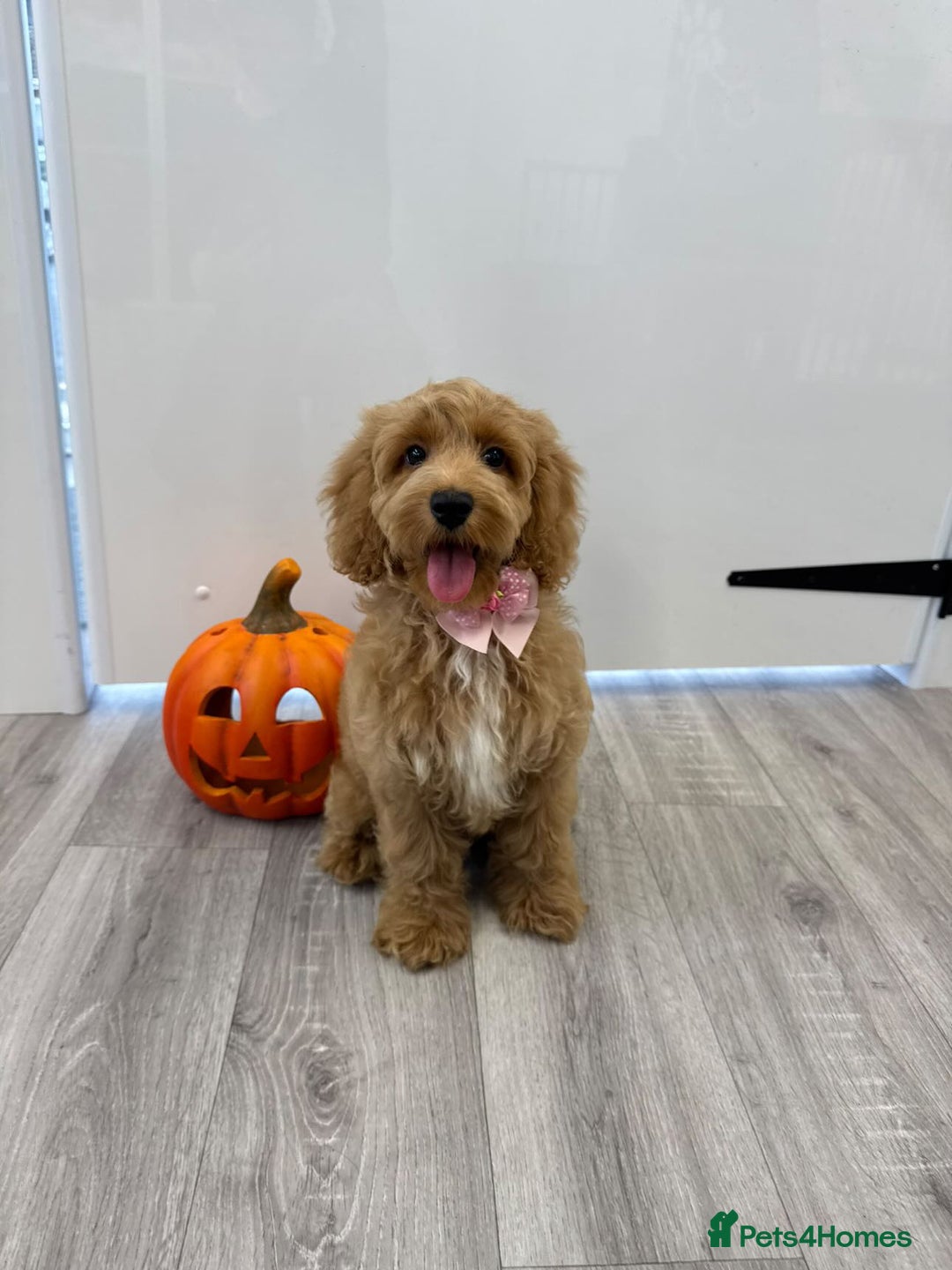 Cockapoo dogs for sale: Female Cockapoo 6 months old  - Advert 3