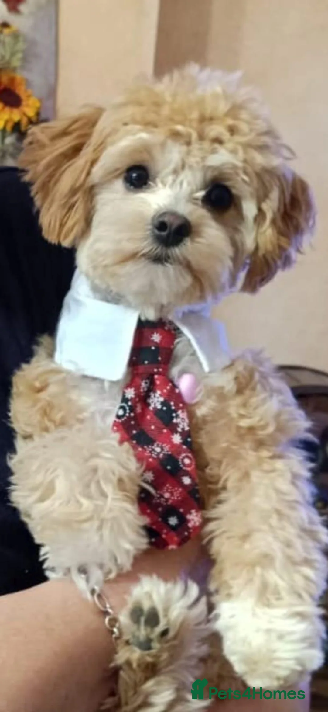 Maltipoo dogs for stud: Romeo has arrived 😍  in Brentwood - Advert 1
