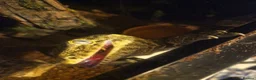 Gecko reptiles for sale: Leachianus Gecko for sale  - Advert 6