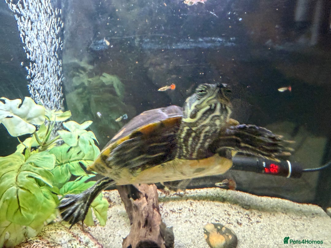 Turtle reptiles for sale: 240L tank & turtles for sale  - Advert 6