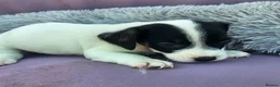 Jack Russell dogs for sale: Jack Russell puppies 🐶  - Advert 14