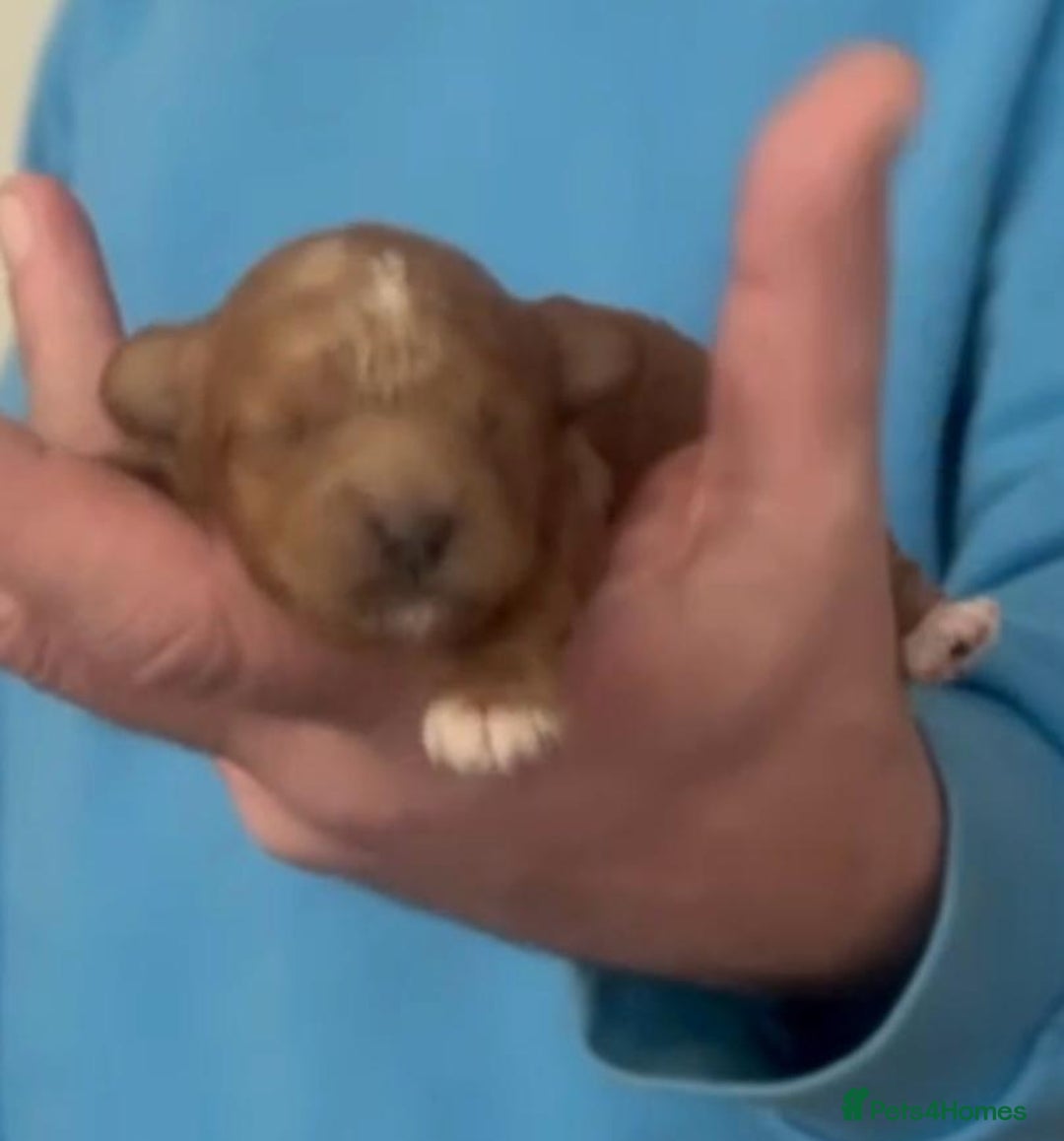 Cavapoochon dogs for sale: Cavapoochons for sale   - Advert 12