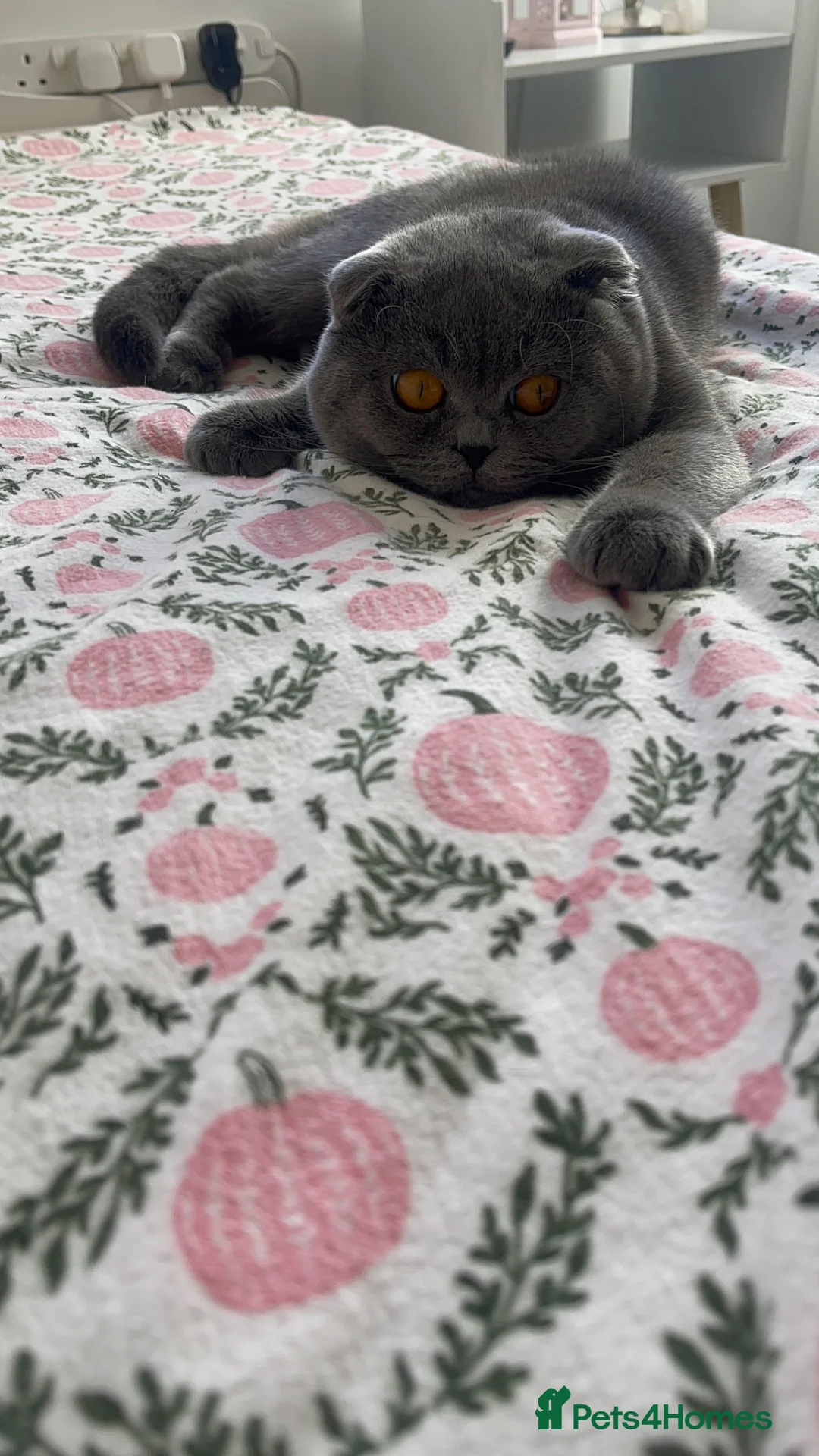 Scottish Fold cats for stud: Scottish Fold Grey Stud Male – 2 Years Old - Advert 2