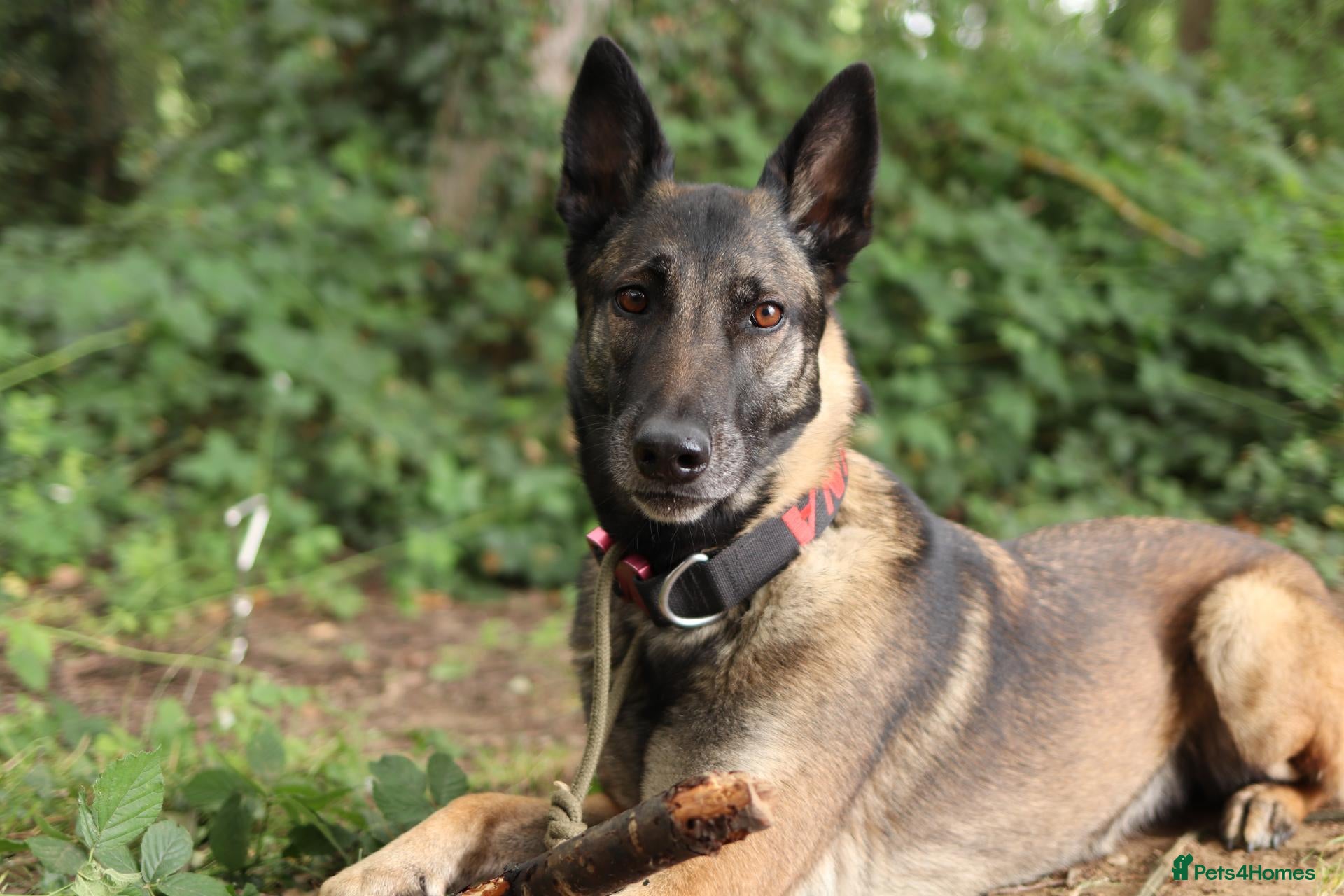 Mixed Breed dogs for sale: Belgian Malinois X German Shepherd  - Advert 2