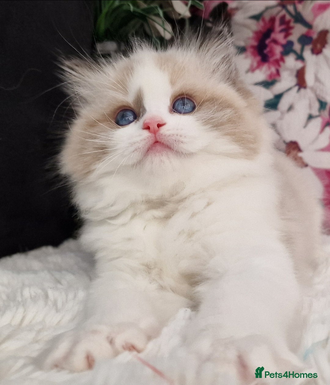 Ragdoll cats for sale: 🩷✨️NEW WAITING LIST Exclusive cute Kittens✨️🩷🏆 - Advert 36