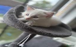 Ragdoll cats for sale: Gorgeous Rare White boy and blue mitted boy  - Image 18