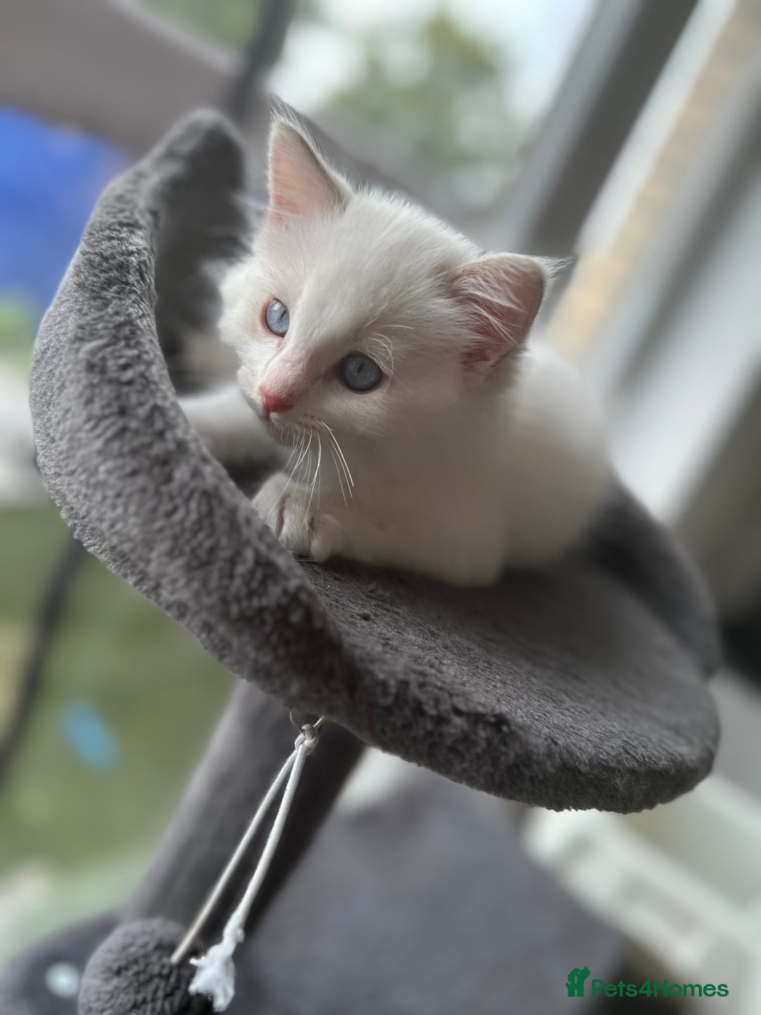 Ragdoll cats for sale: Gorgeous Rare White boy and blue mitted boy  - Image 18
