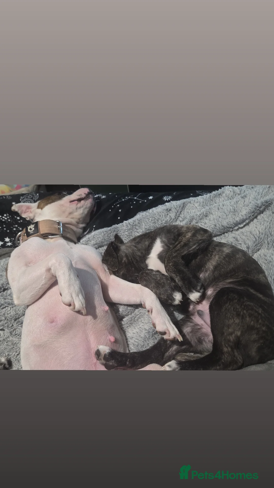 Mixed Breed dogs for sale: Staffy + cane corso  - Advert 5